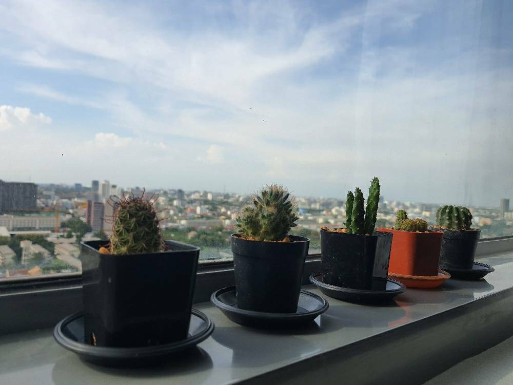 คอนโดสำหรับเช่า-ขาย แวนเทจ รัชวิภา 30571
30571 Condo For Rent-Sale Vantage Ratchavipha