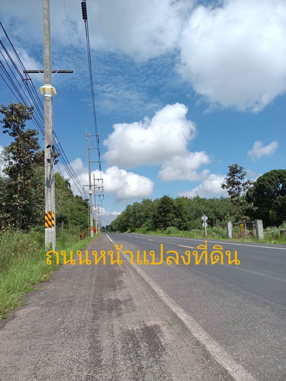 ขายที่ดิน สว่างวีระวงศ์ อุบลราชธานี
Land for sale Sawang Weerawong, Ubon Ratchathani