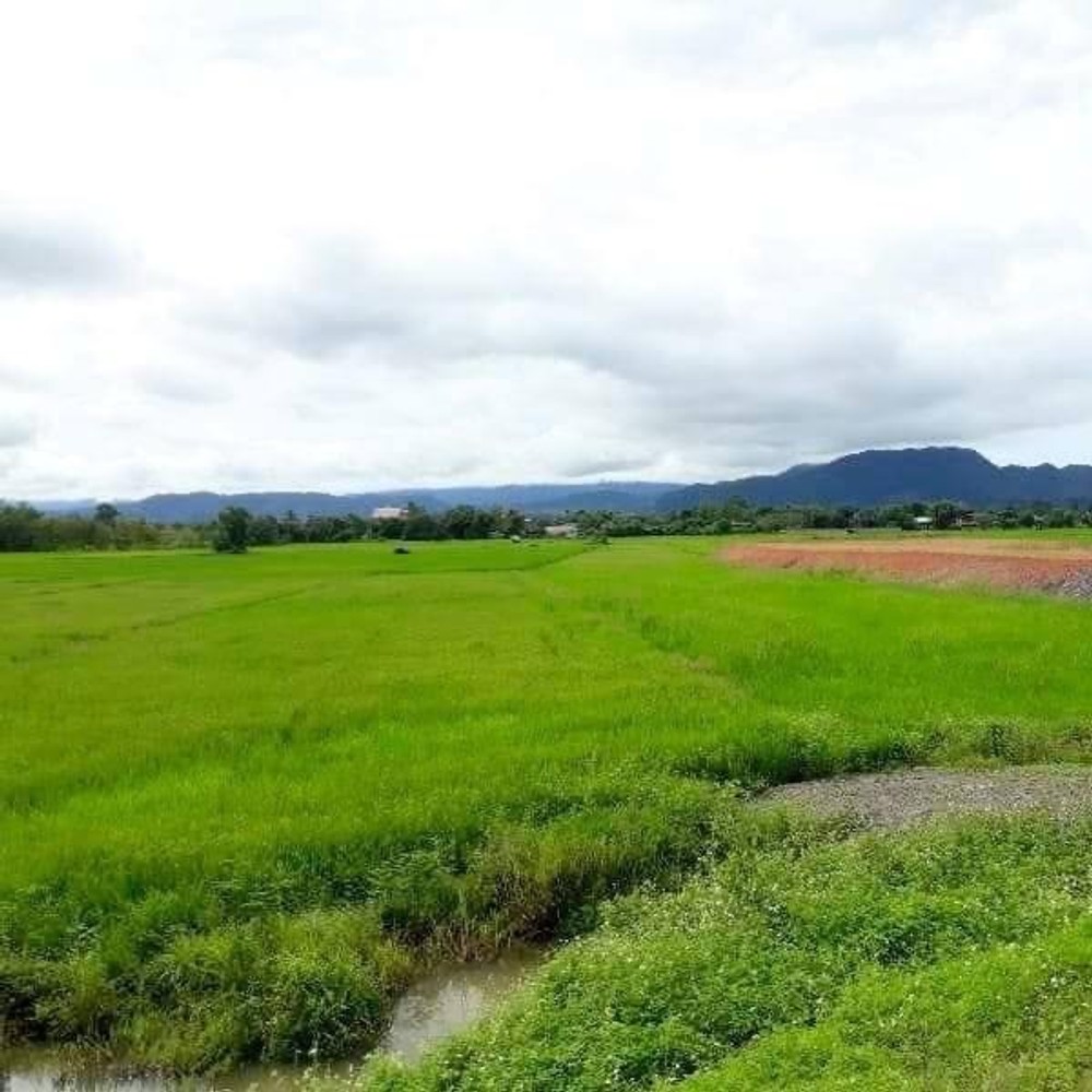 ขายที่ดิน ป่าอ้อดอนชัย-เมืองเชียงราย-เชียงราย 61894
61894 Land For Sale Pa O Don Chai-Chiang Rai-Chiang Rai