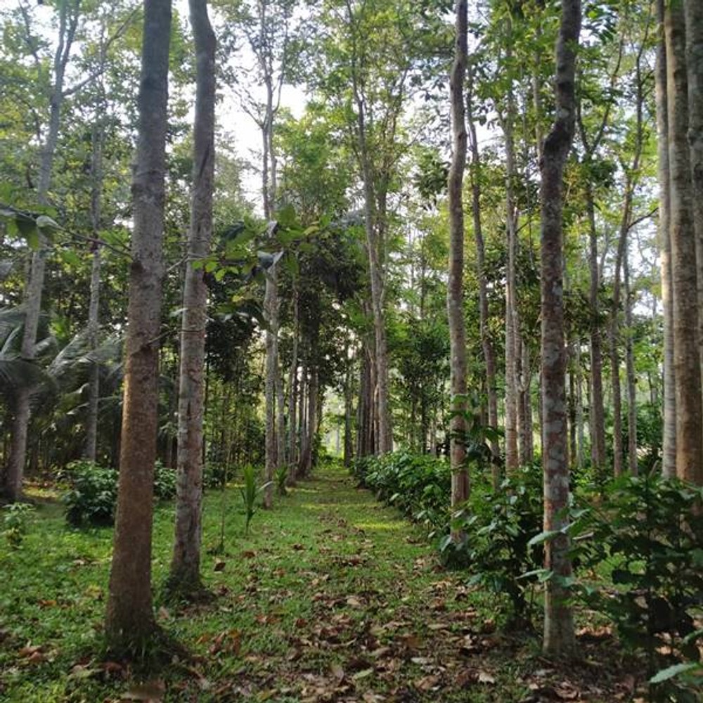 ขายที่ดินโฉนด พร้อมบ้านไม้ อ.จุฬาภรณ์ จ.นครศรีฯ ทำเลดี ติดถนนเอเชีย หน้ากว้าง 180 ม.