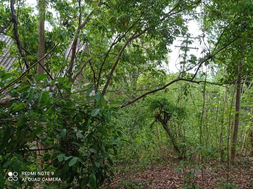 ที่ดินต.วังกระแจะอ.ไทรโยค โฉนด30ไร่ติดแม่น้ำ120เมตรและสวนผลไม้ติดรีสอร์ททั้งซ้ายและขวาเหมาะทำกิจการใกล้เฝแหล่งท่องเที่ยวถ้ำละว้า,แคมป์ช้าง,น้ำตก,น้ำพุ